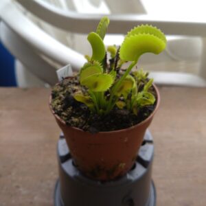 Dionaea bcp x11