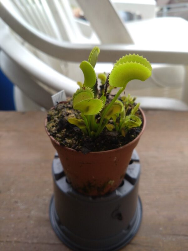 Dionaea bcp x11