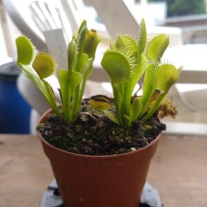 Dionaea heterophylla upright grower