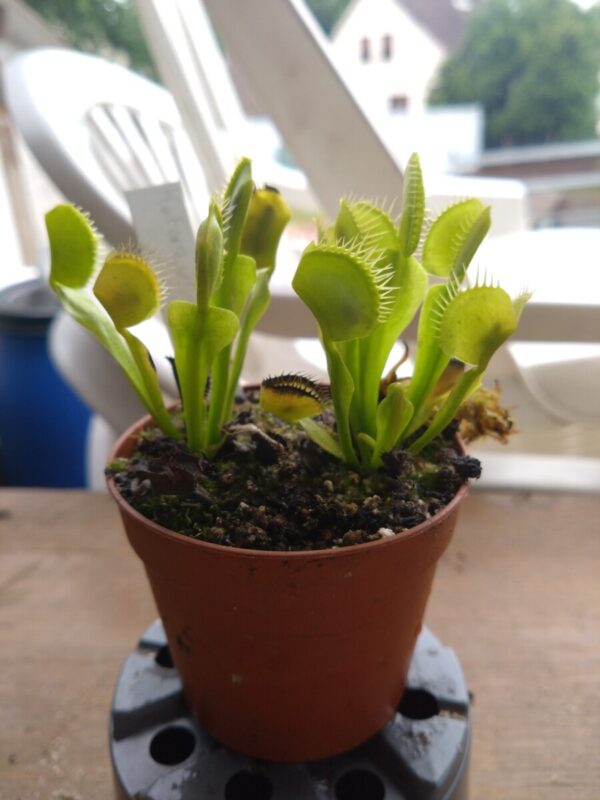 Dionaea heterophylla upright grower