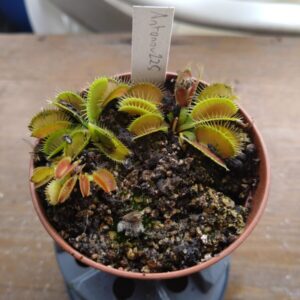 Dionaea Antonov 225