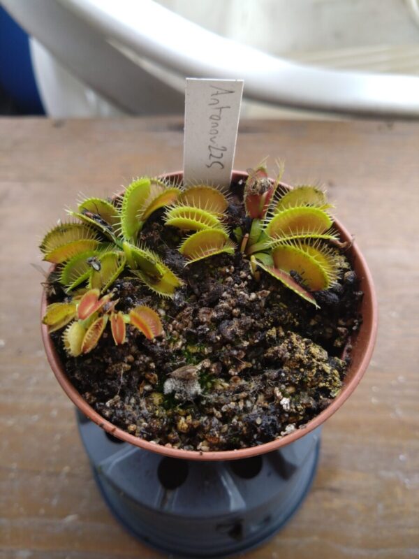 Dionaea Antonov 225