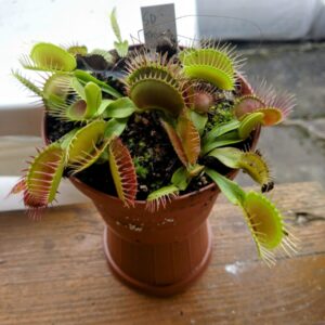 Dionaea sd chronos
