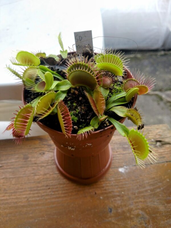 Dionaea sd chronos