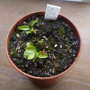 Dionaea Dr Jos