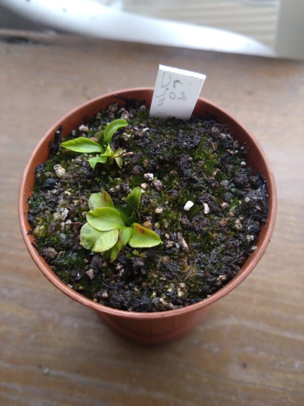 Dionaea Dr Jos