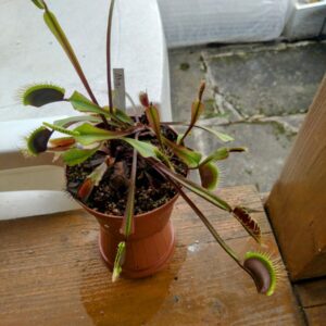 Dionaea akai ryu