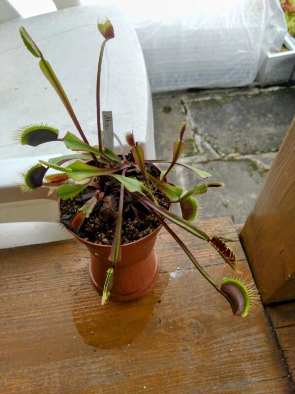 Dionaea akai ryu