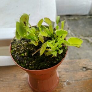Dionaea olive green