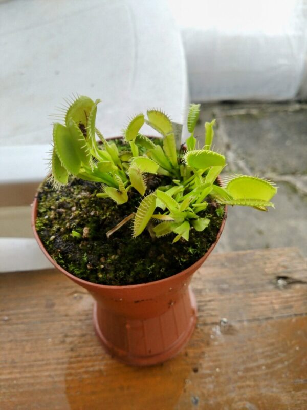 Dionaea olive green