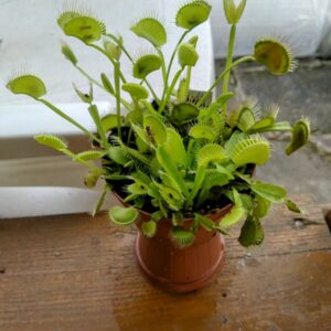 Dionaea g12