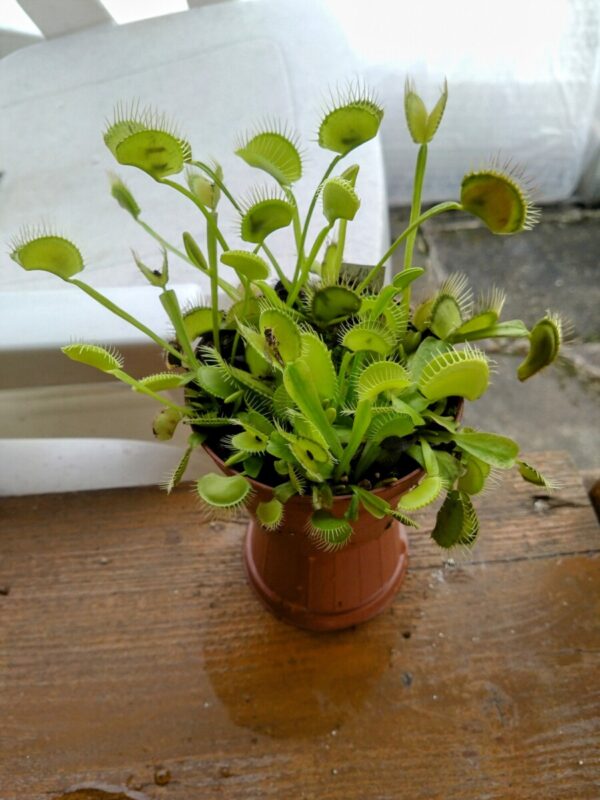 Dionaea g12