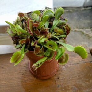 Dionaea g10