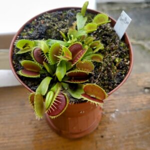 Dionaea pompom