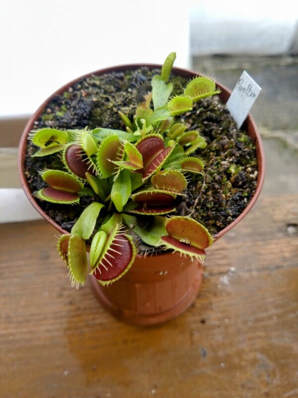 Dionaea pompom