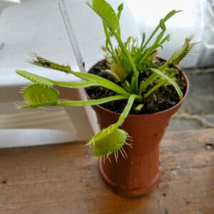 Dionaea all green
