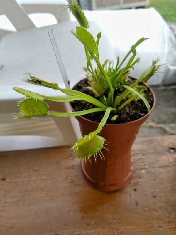Dionaea all green