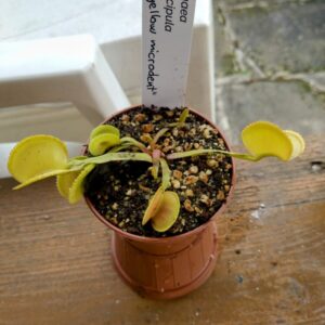 Dionaea yellow microdent CK