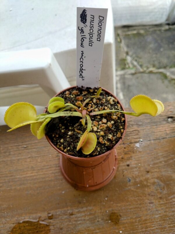 Dionaea yellow microdent CK