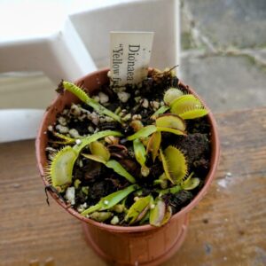 Dionaea yellow fused tooth