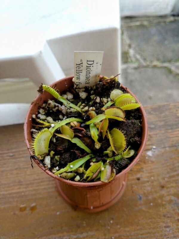 Dionaea yellow fused tooth