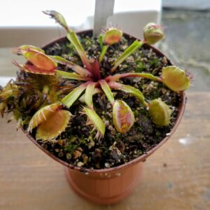 Dionaea cross teeth