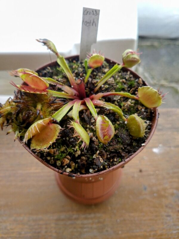 Dionaea cross teeth