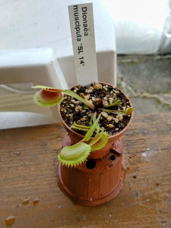 Dionaea sl14