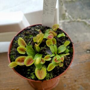 Dionaea CK cup trap new clone
