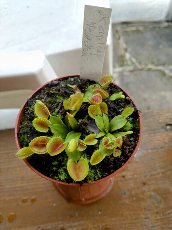 Dionaea CK cup trap new clone