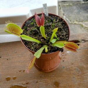 Dionaea destroyer