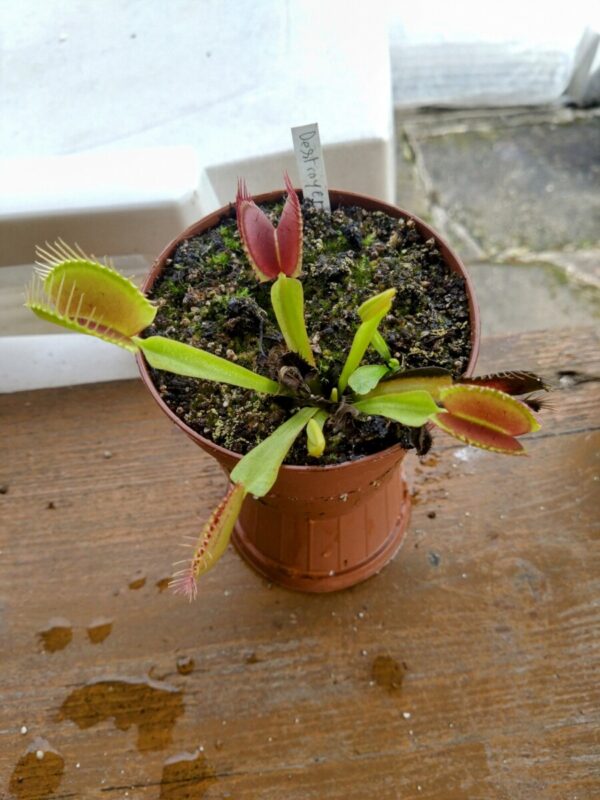 Dionaea destroyer