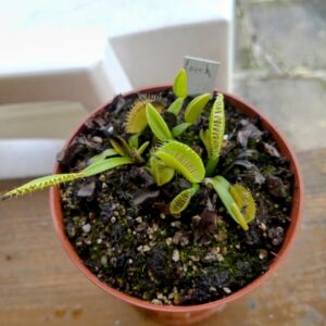 Dionaea louchapates