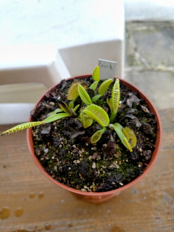 Dionaea louchapates