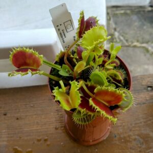 Dionaea the zipp
