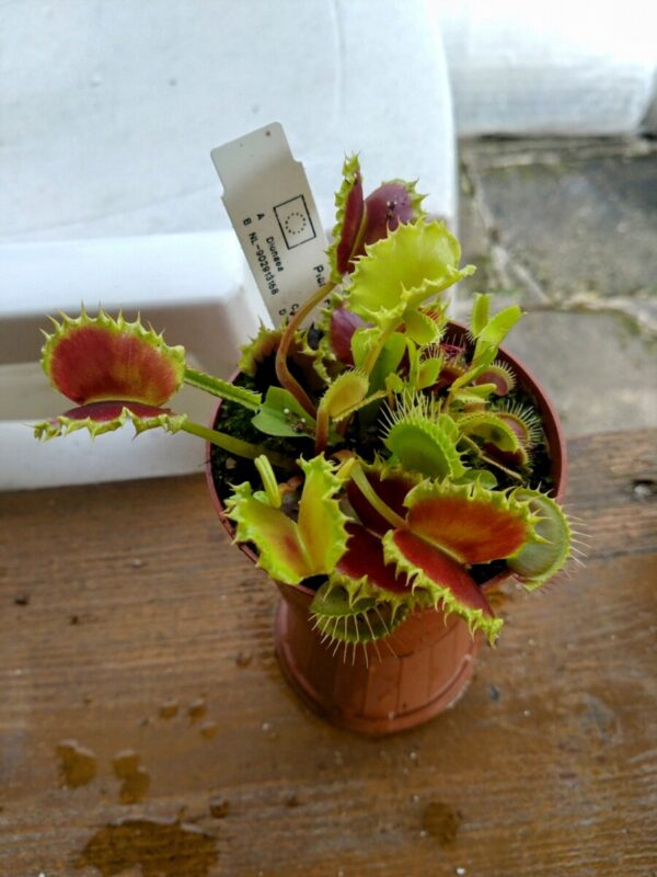Dionaea the zipp