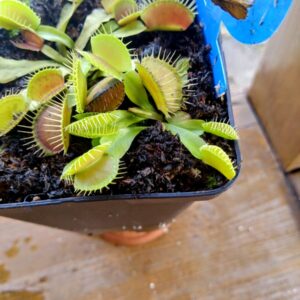 Dionaea vc troll