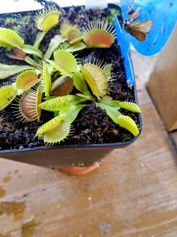 Dionaea vc troll
