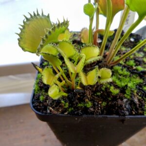 Dionaea GJ shir khan