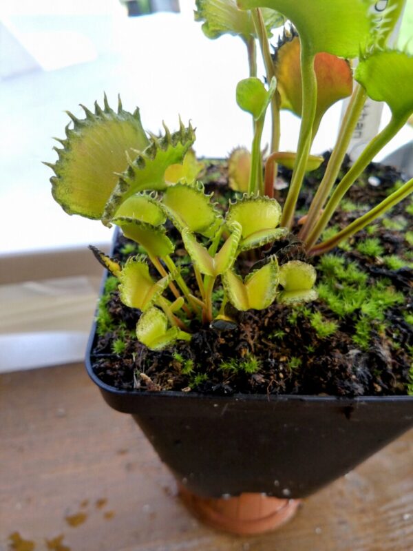 Dionaea GJ shir khan