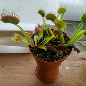 Dionaea bimbo