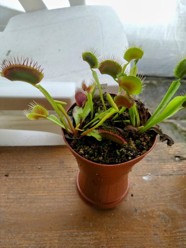 Dionaea bimbo