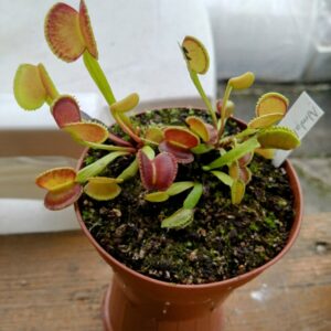 Dionaea adentata