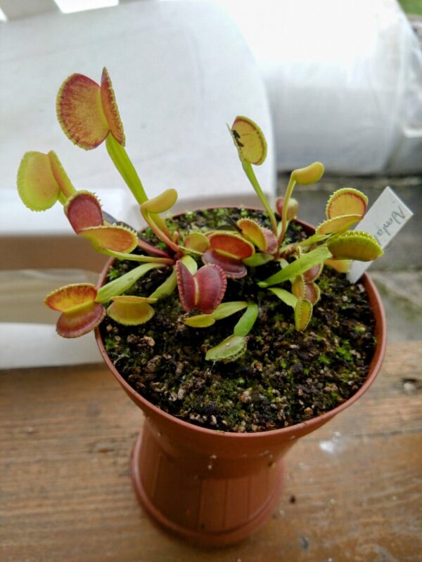 Dionaea adentata