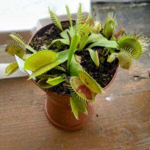 Dionaea lb stigmas