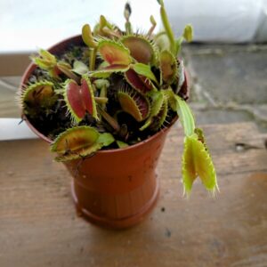 Dionaea wave clip