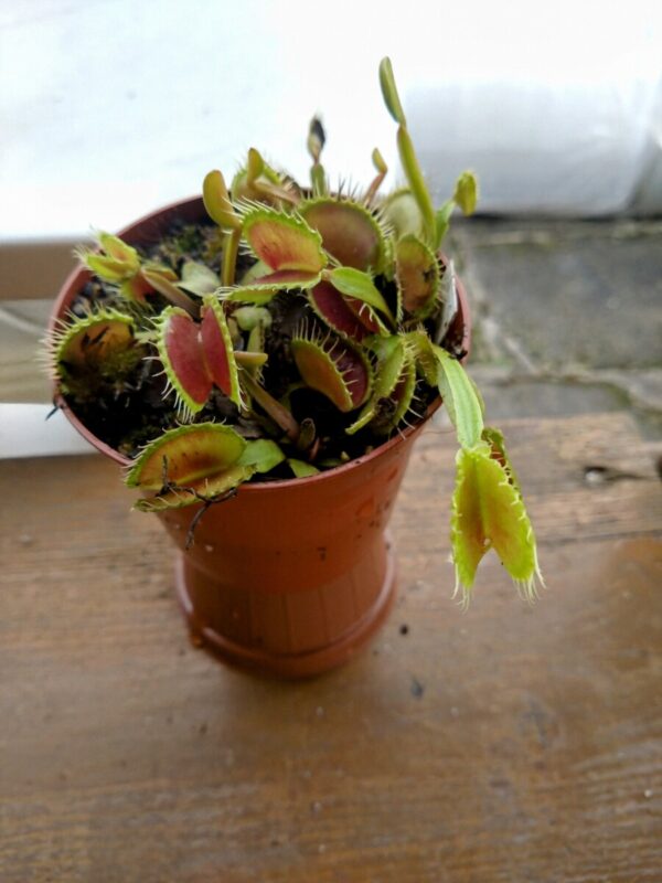 Dionaea wave clip
