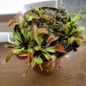 Dionaea paradisia