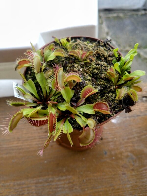 Dionaea paradisia