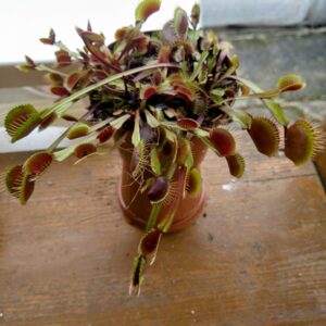 Dionaea little dragon
